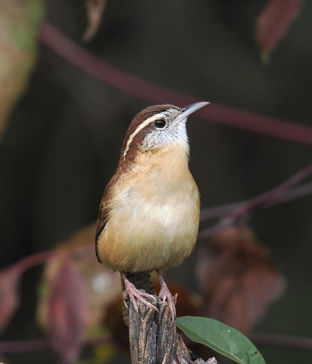 Carolina Wren - ML643956713