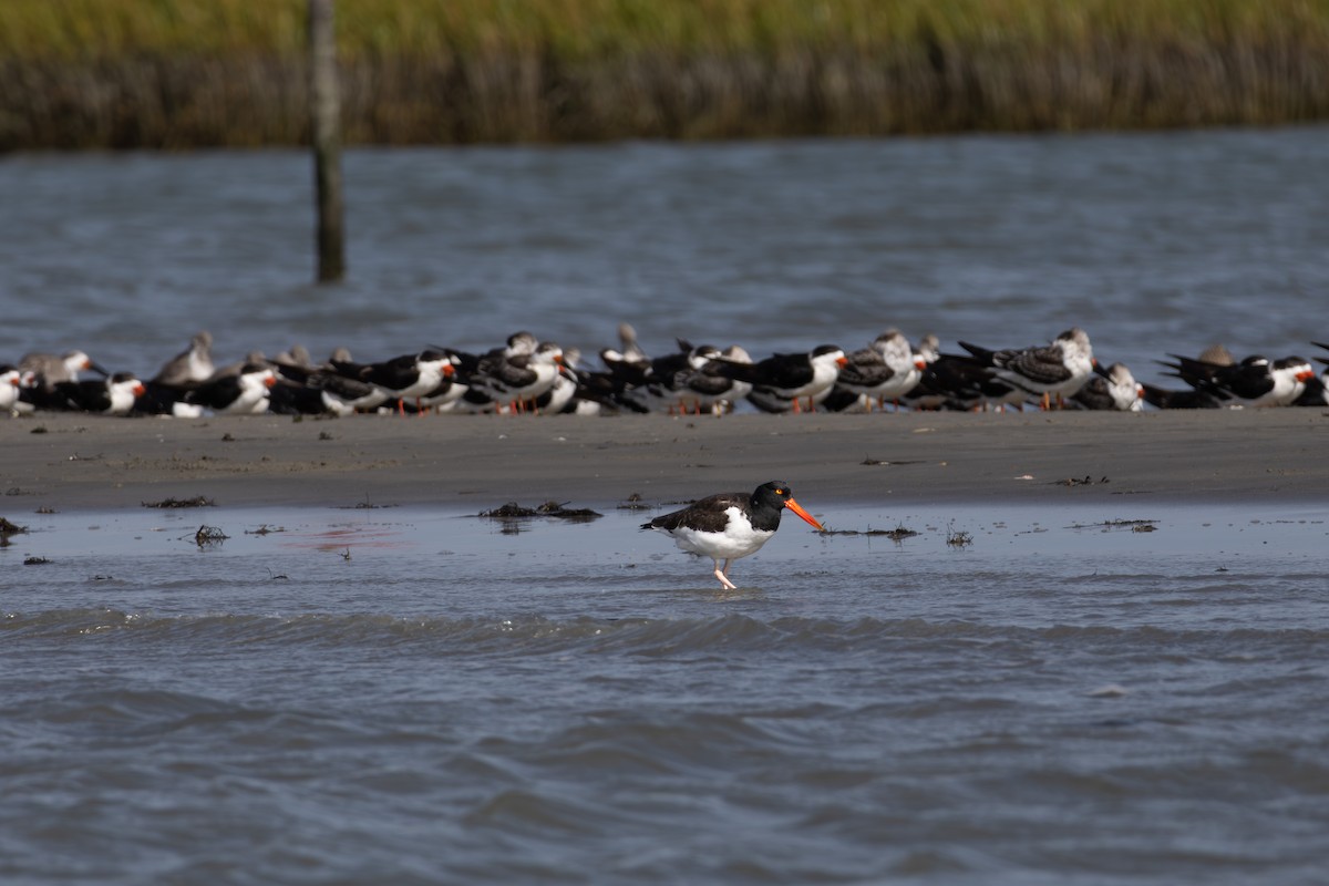 American Oystercatcher - ML643956724