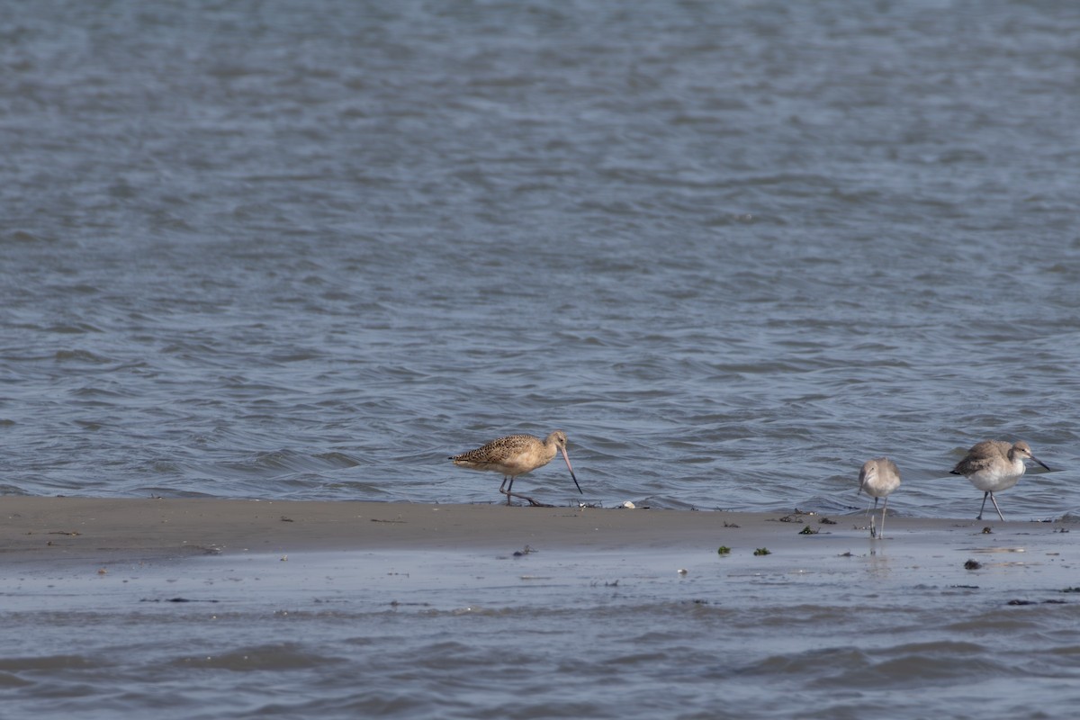 Marbled Godwit - ML643956729