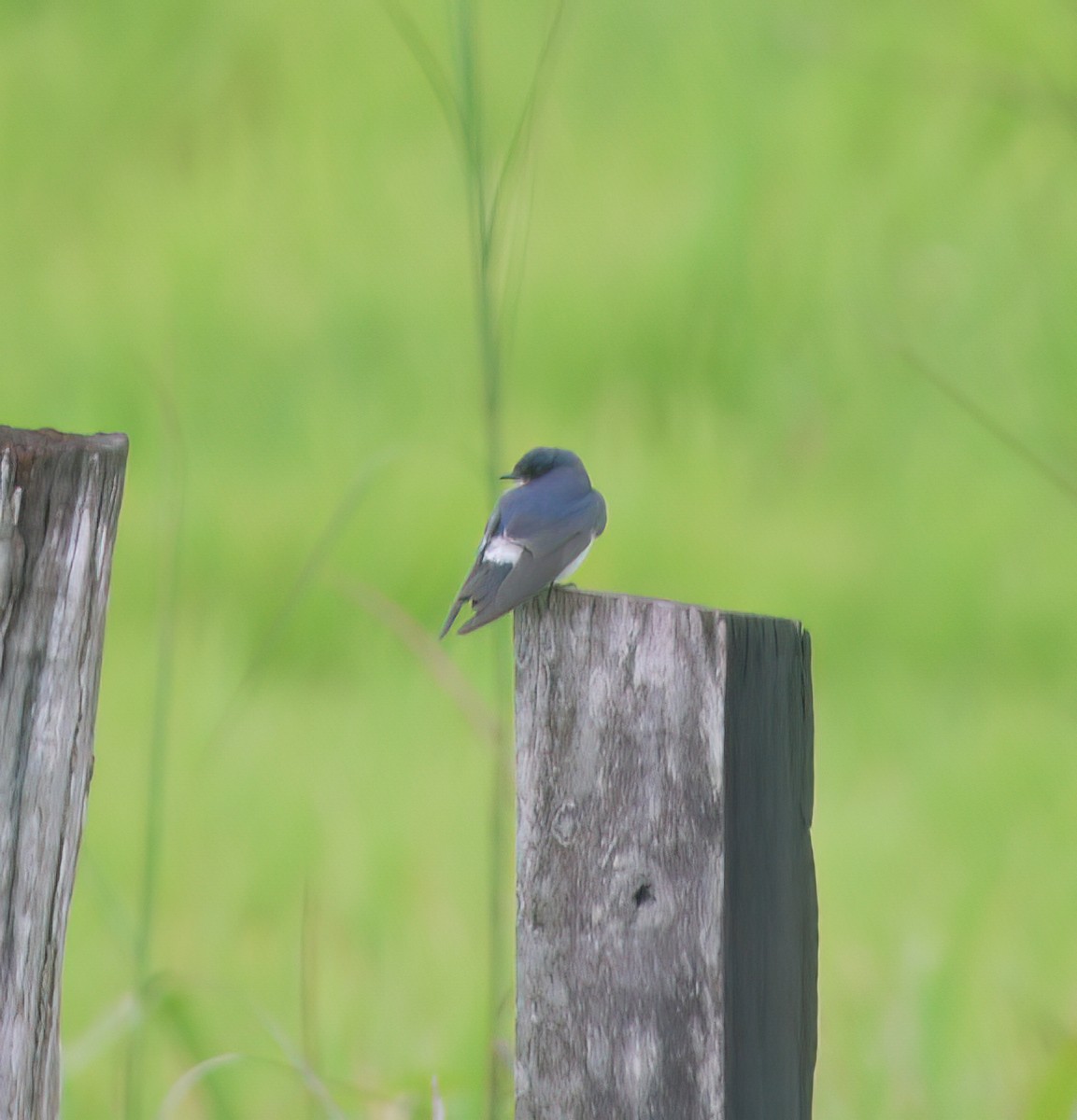 White-rumped Swallow - ML643956760