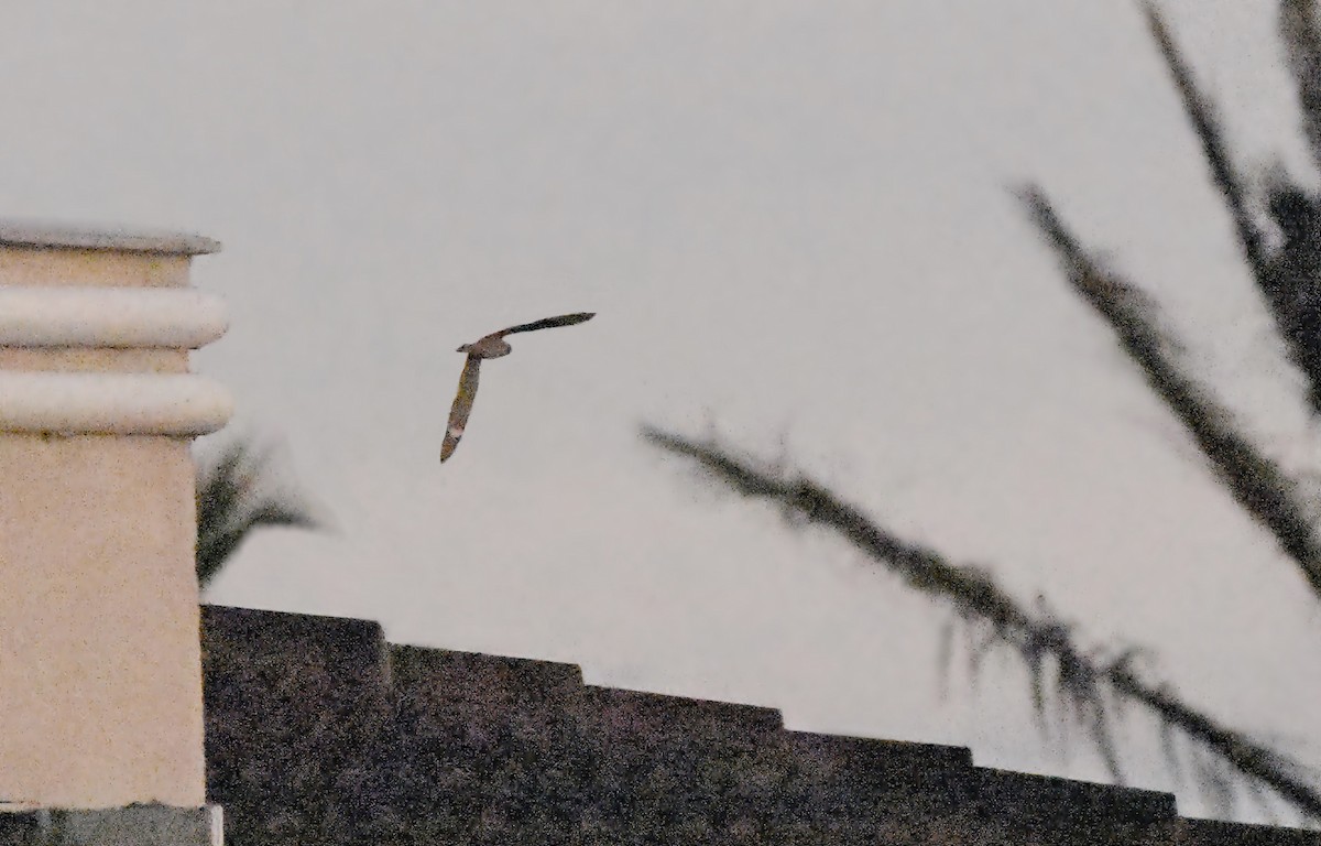 Lesser Nighthawk - ML643956768
