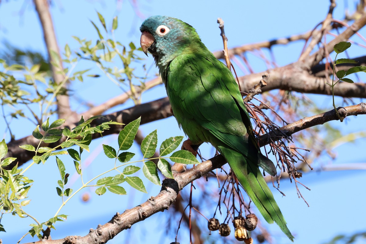 Blue-crowned Parakeet - ML643956769
