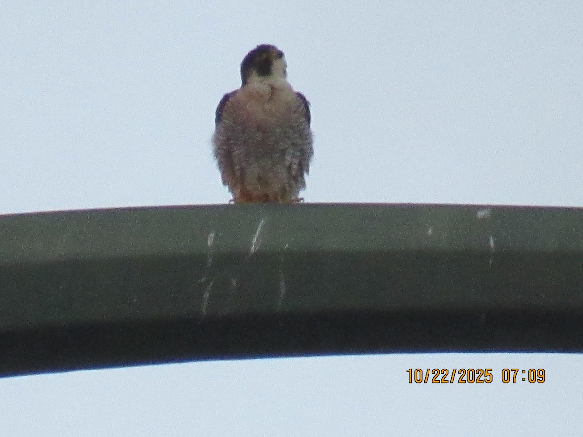 Faucon pèlerin - ML643956781