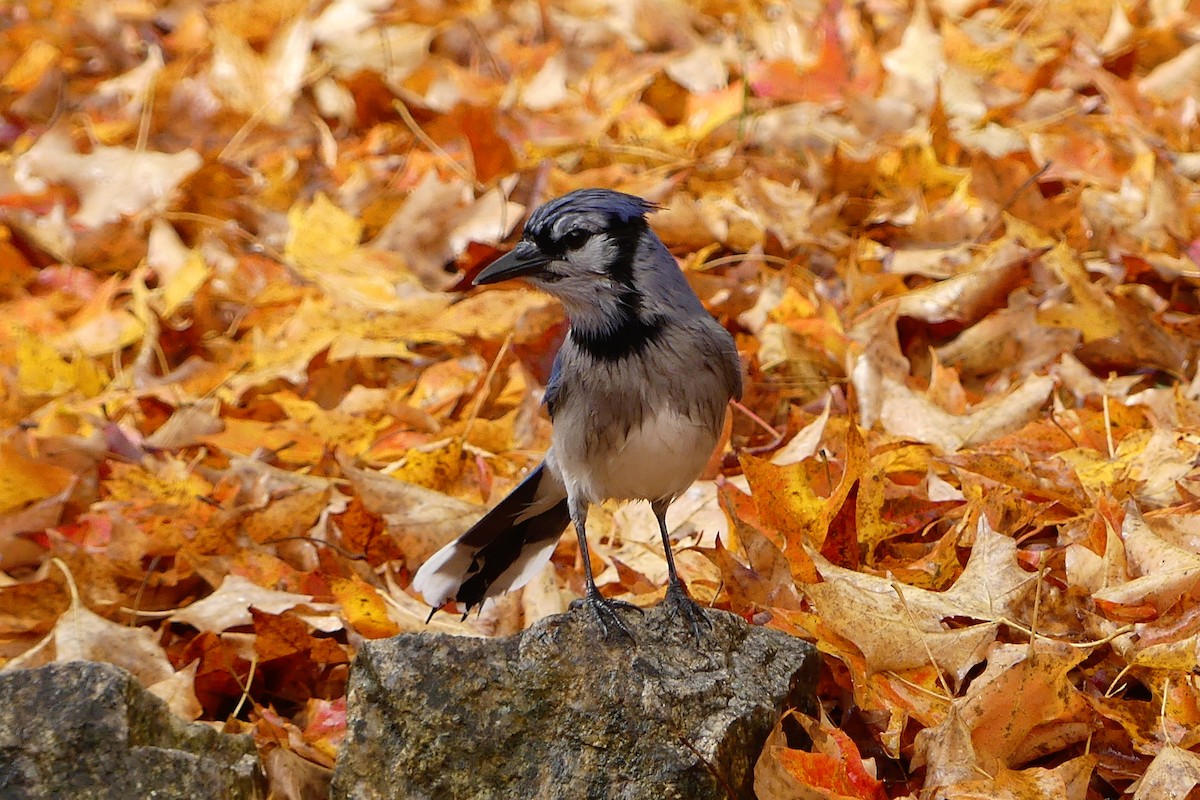 Blue Jay - ML643956804