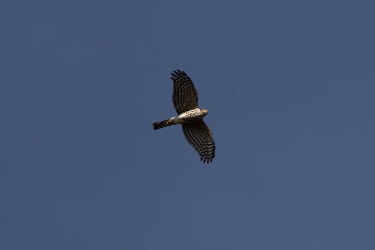 Sharp-shinned Hawk - ML643956808