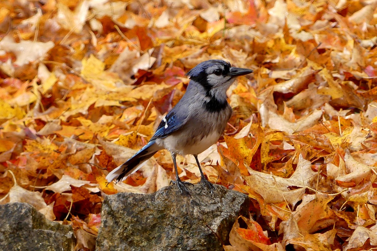 Blue Jay - ML643956814