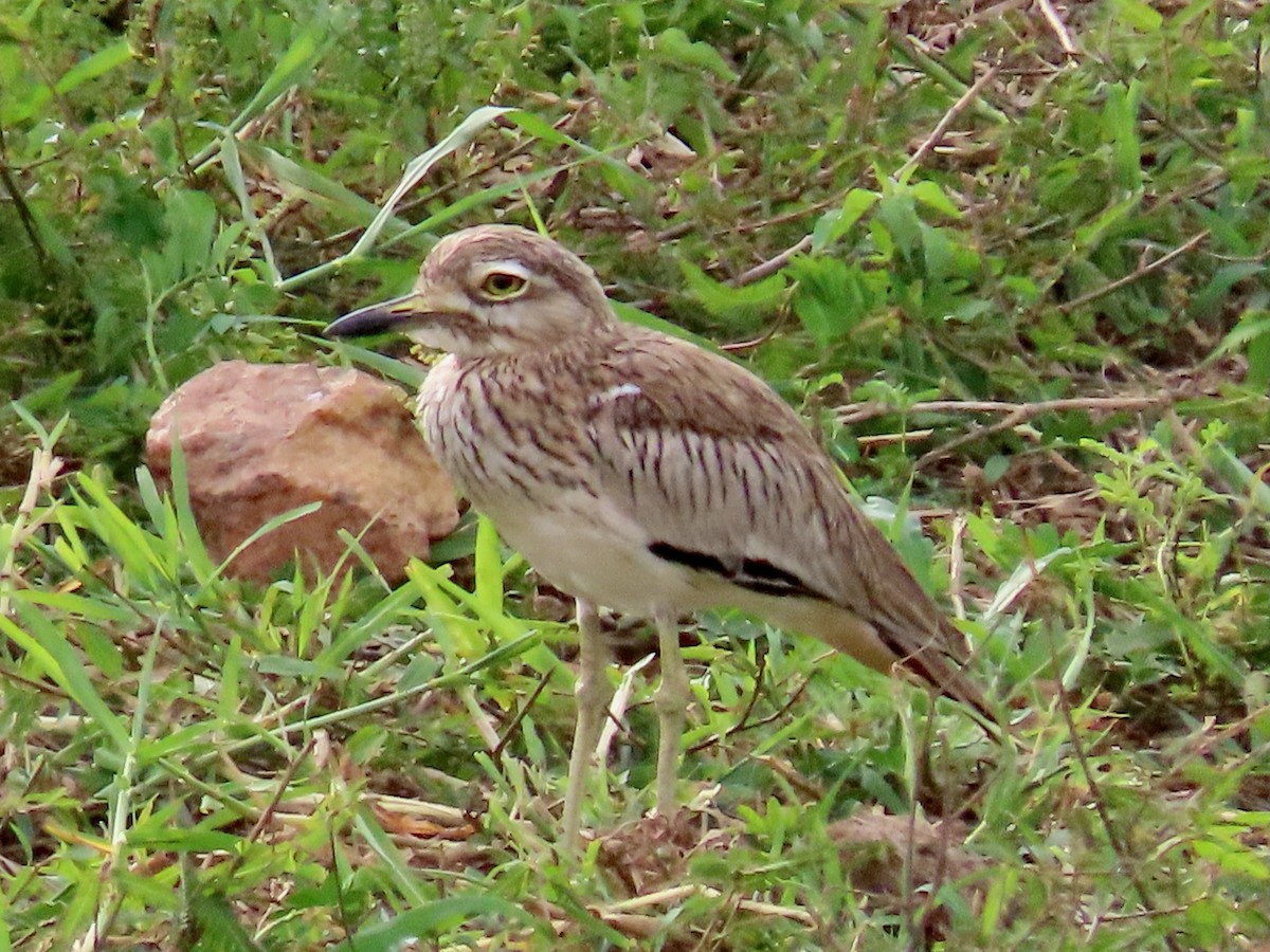 Лежень річковий - ML643956819