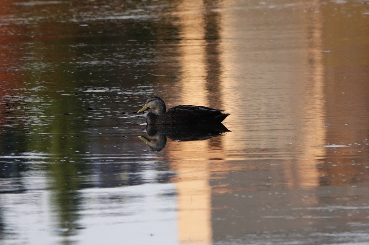 American Black Duck - ML643956832