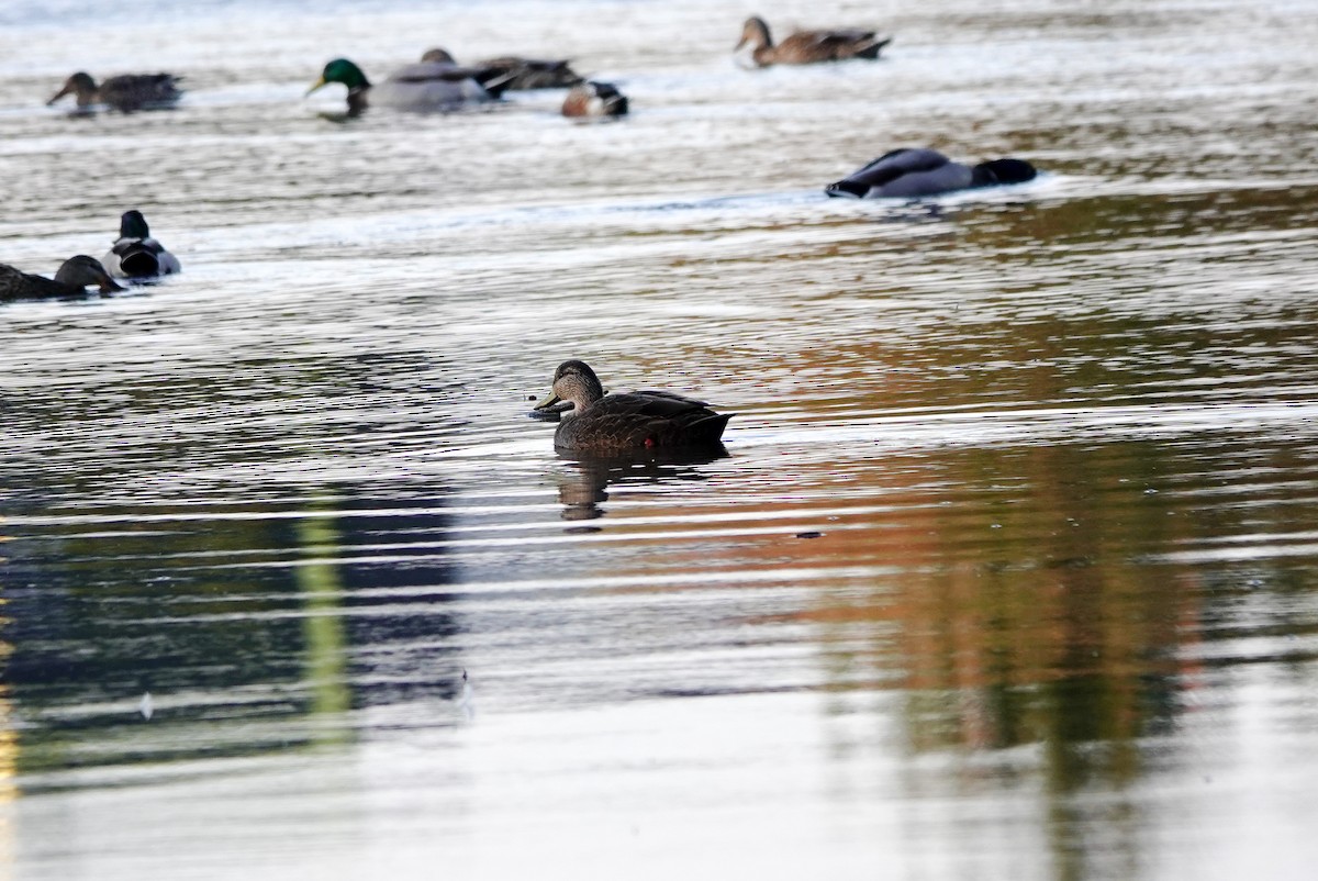 American Black Duck - ML643956839