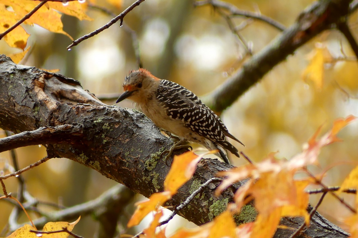 Carpintero de Carolina - ML643956845