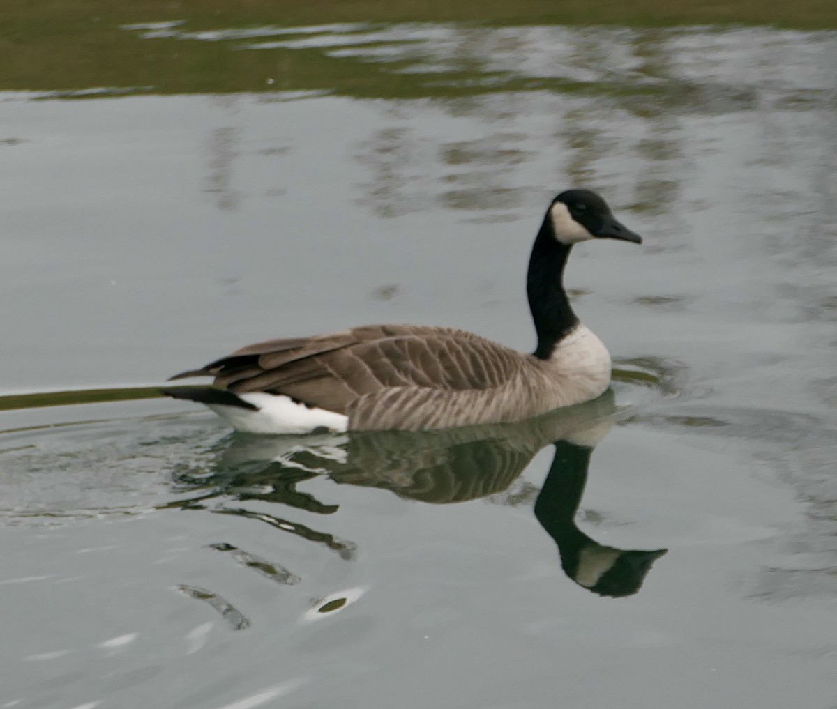 Canada Goose - ML643956864
