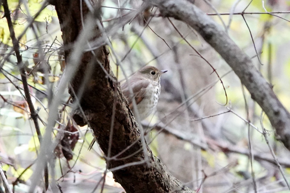 Hermit Thrush - ML643956872