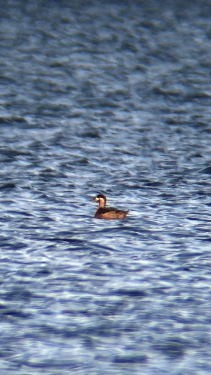 Surf Scoter - ML643956877