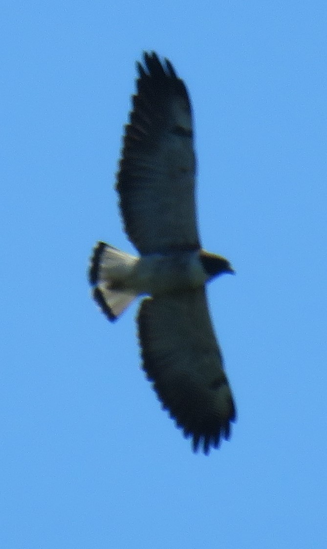 White-tailed Hawk - ML643956884