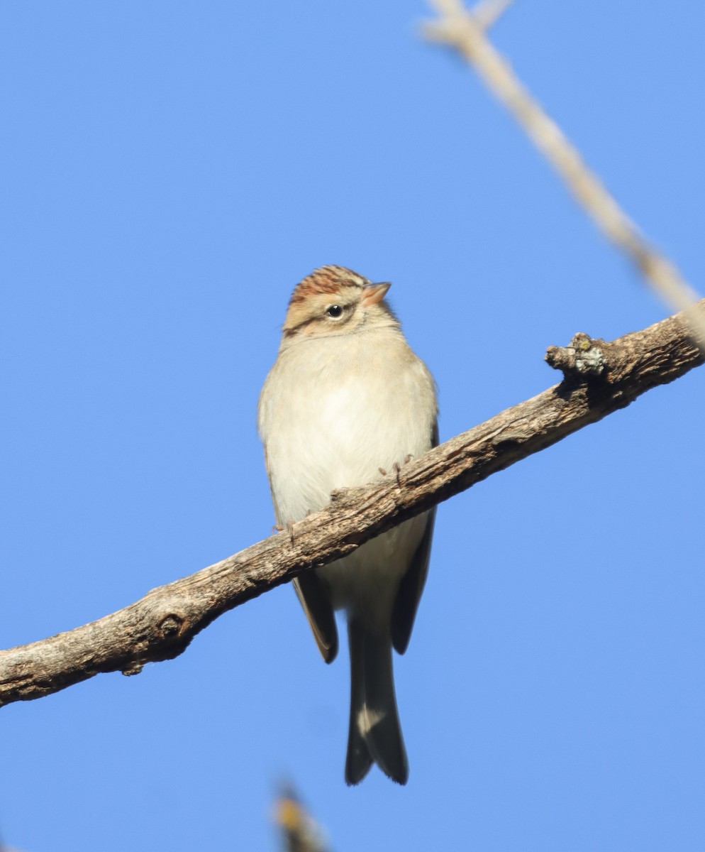 Chipping Sparrow - ML643956893