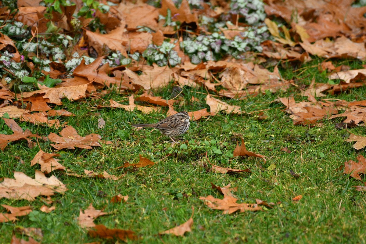 Song Sparrow - ML643956894