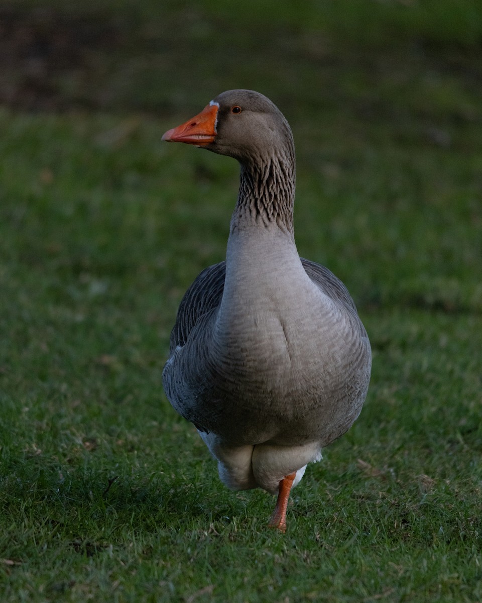Graylag Goose (Domestic type) - ML643956906