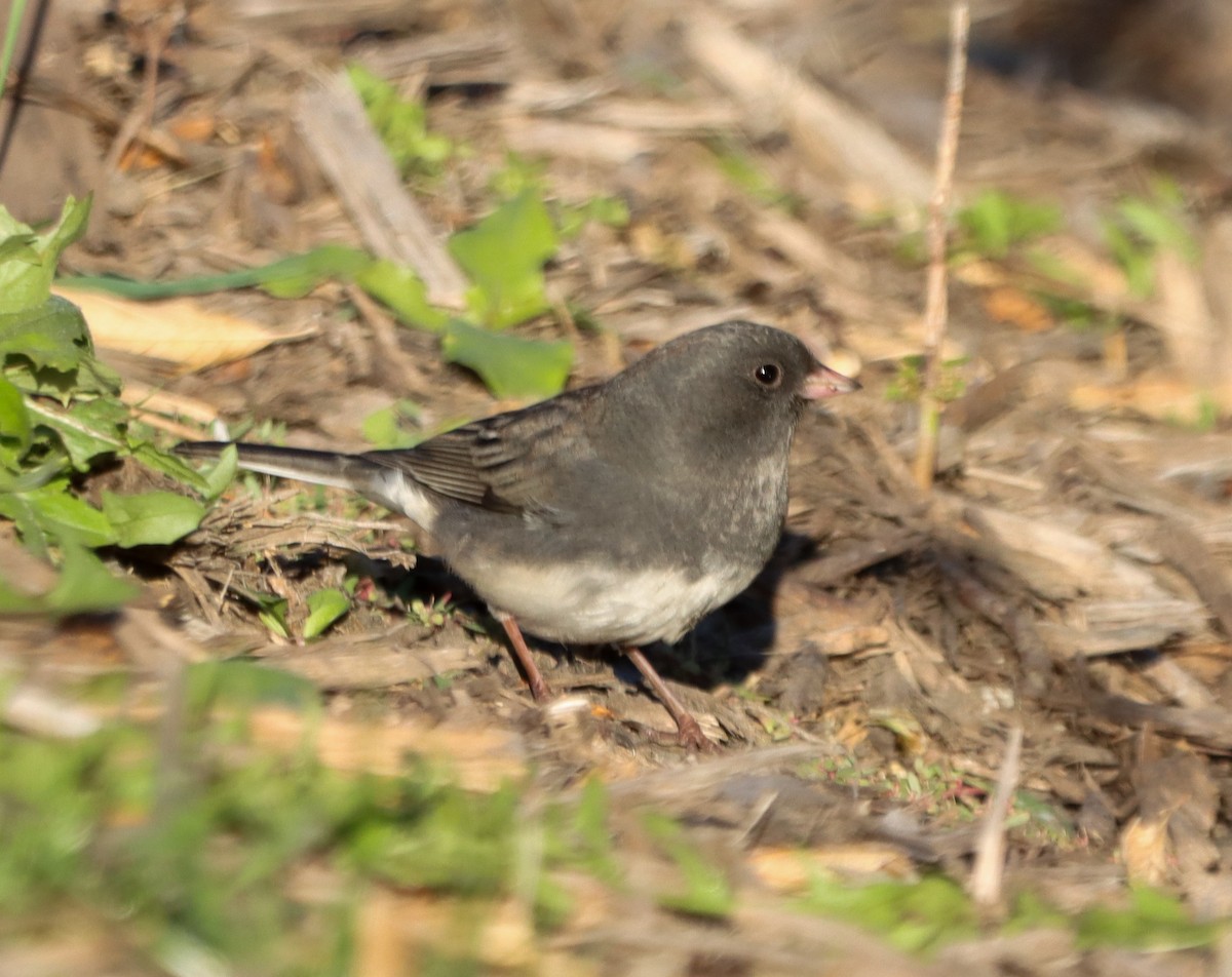 Dark-eyed Junco - ML643956908