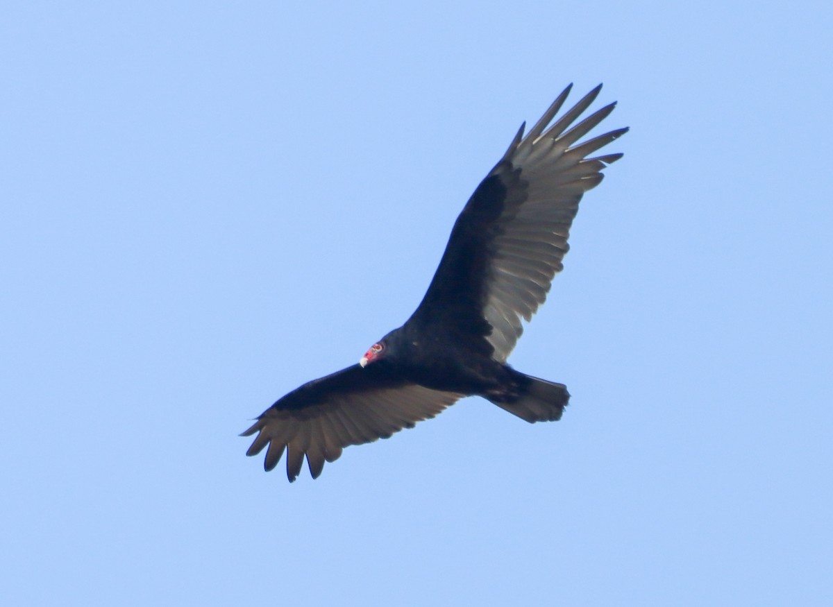 Turkey Vulture - ML643956935