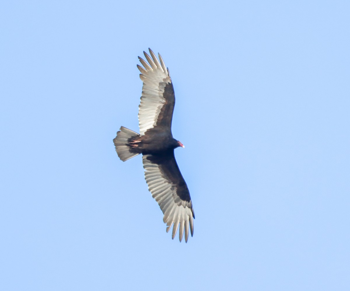 Turkey Vulture - ML643956936