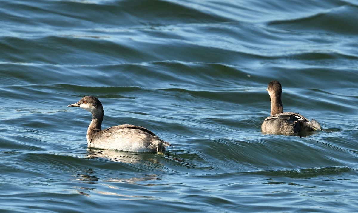 Ухаа шунгуур - ML643956939