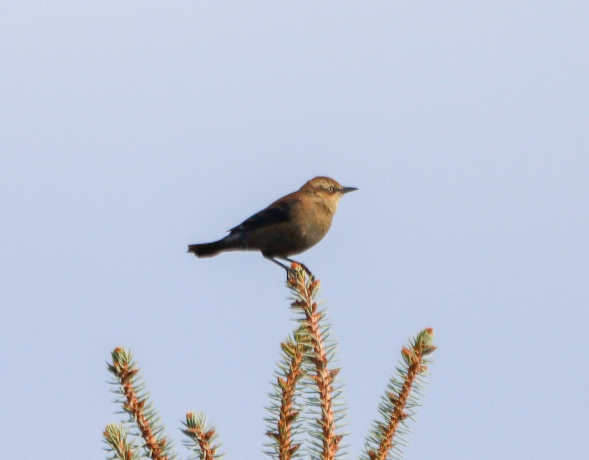Rusty Blackbird - ML643956960