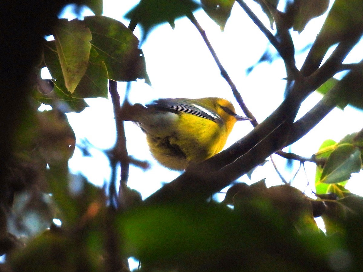 Blue-winged Warbler - ML643956975
