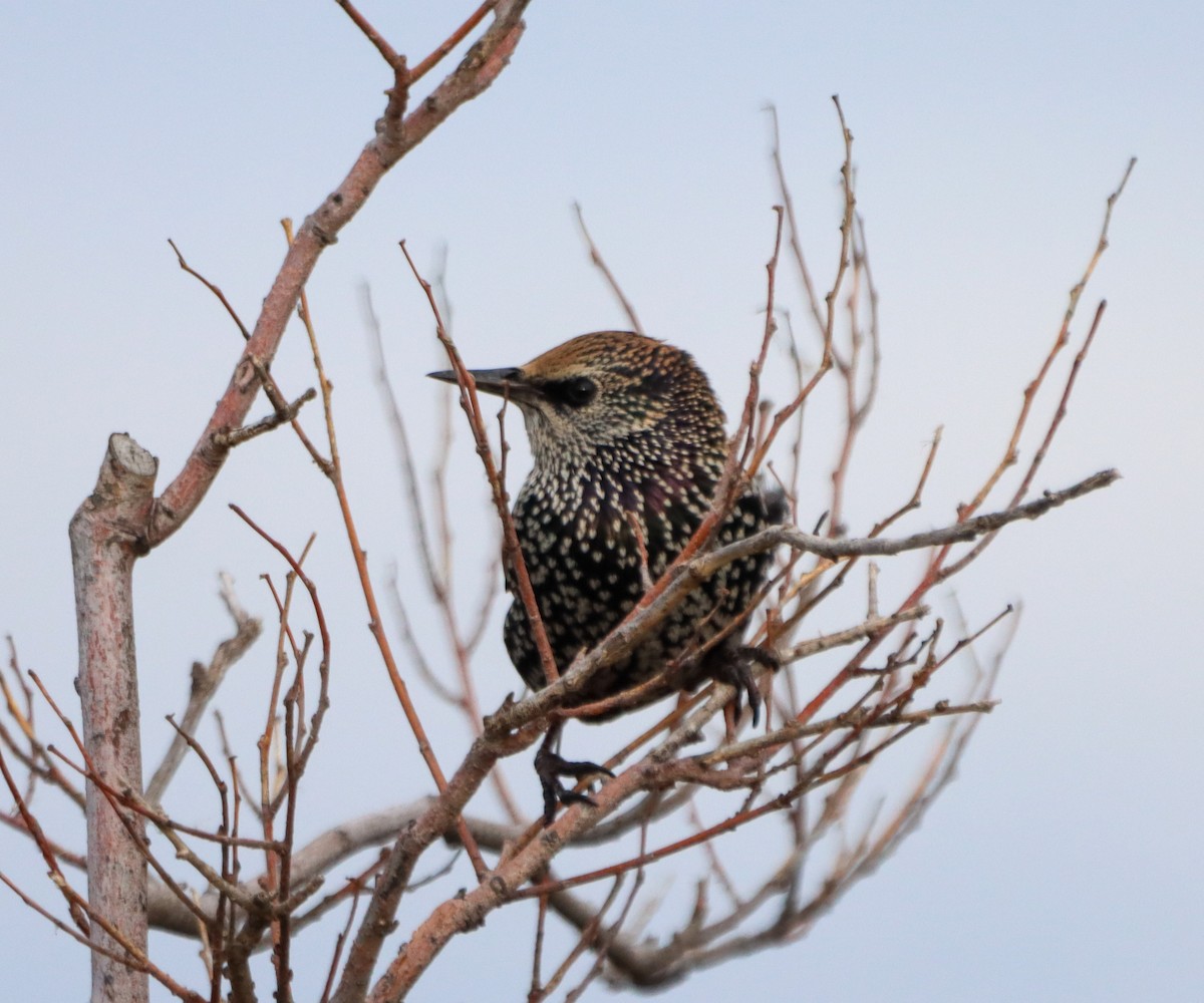 European Starling - ML643956977