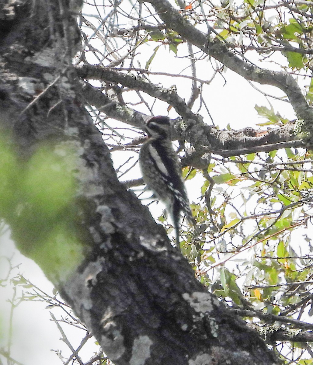 Acorn Woodpecker - ML643956978