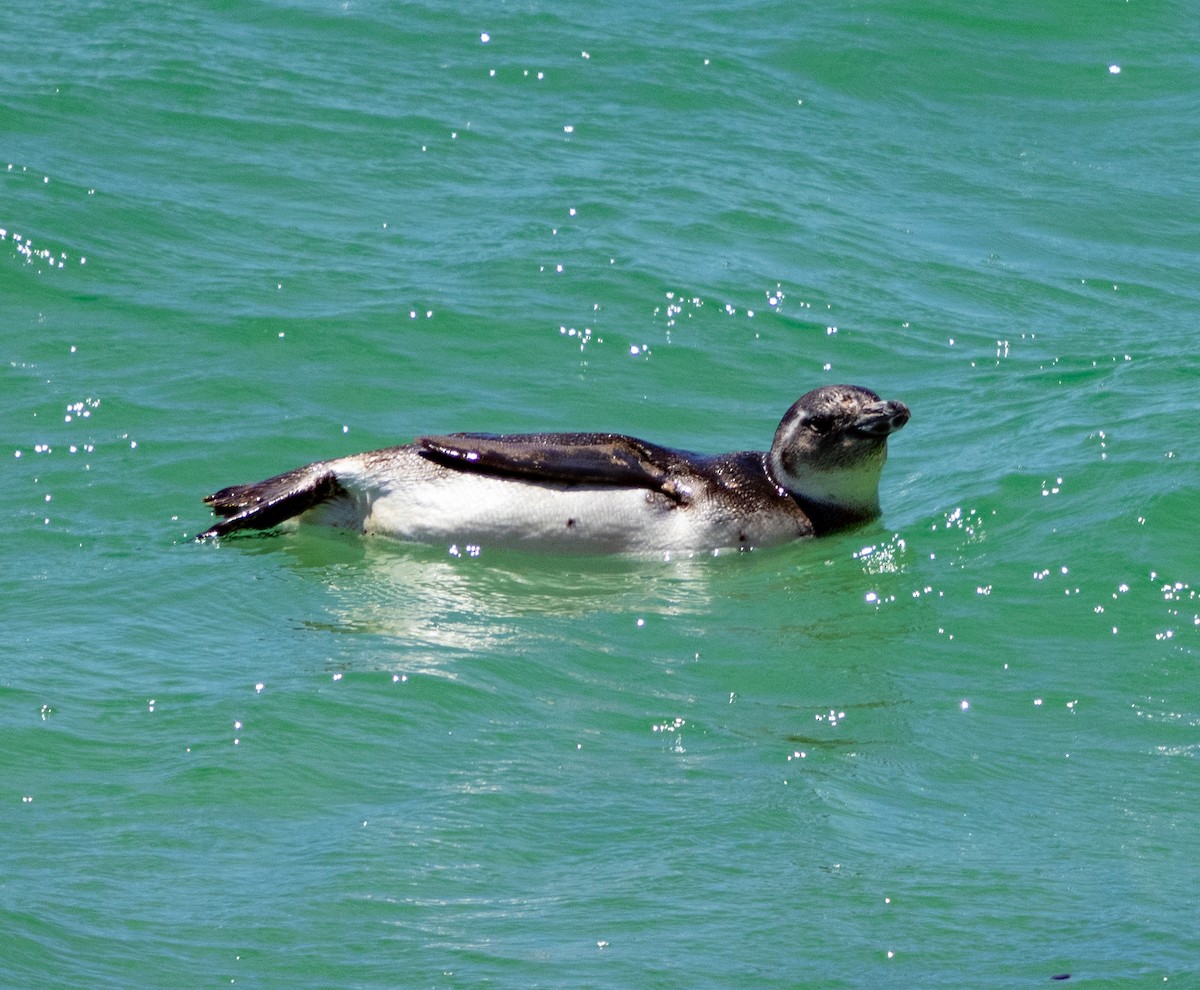 Magellanic Penguin - ML643956990