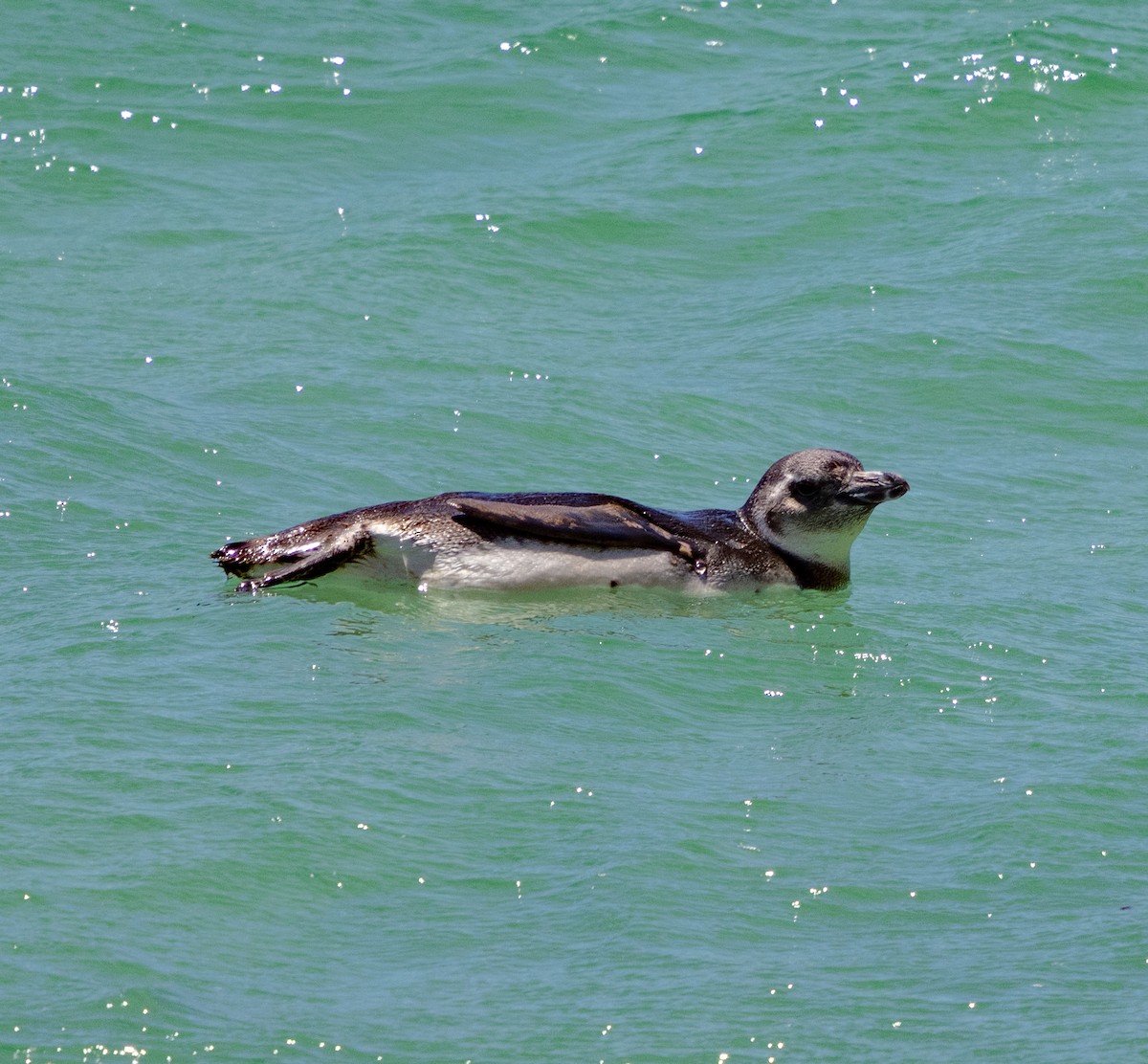 Magellanic Penguin - ML643956991