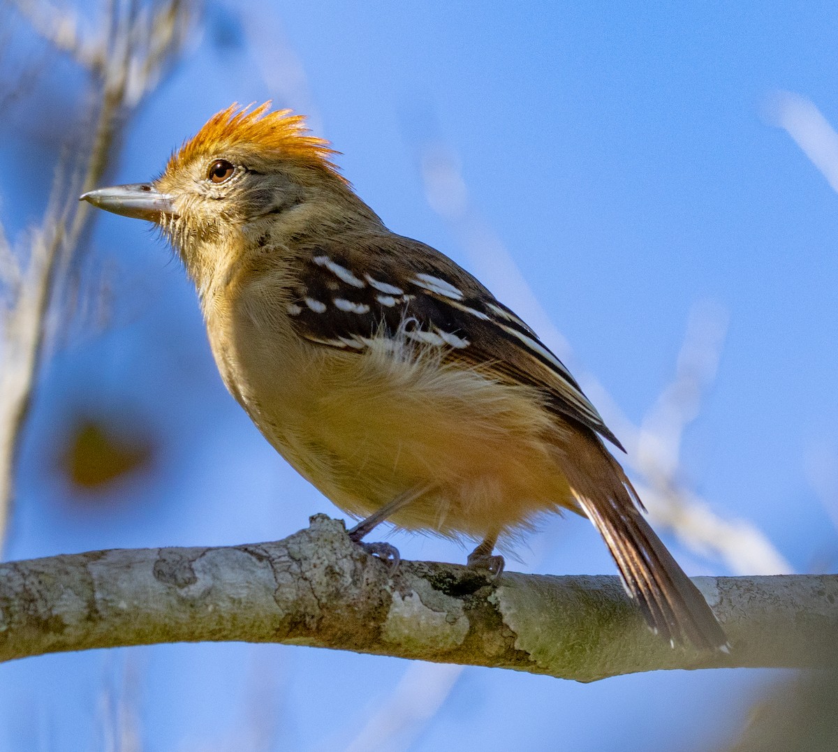 Sooretama Slaty-Antshrike - ML643957019