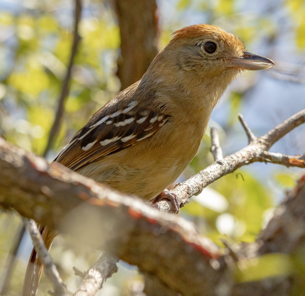 Sooretama Slaty-Antshrike - ML643957020