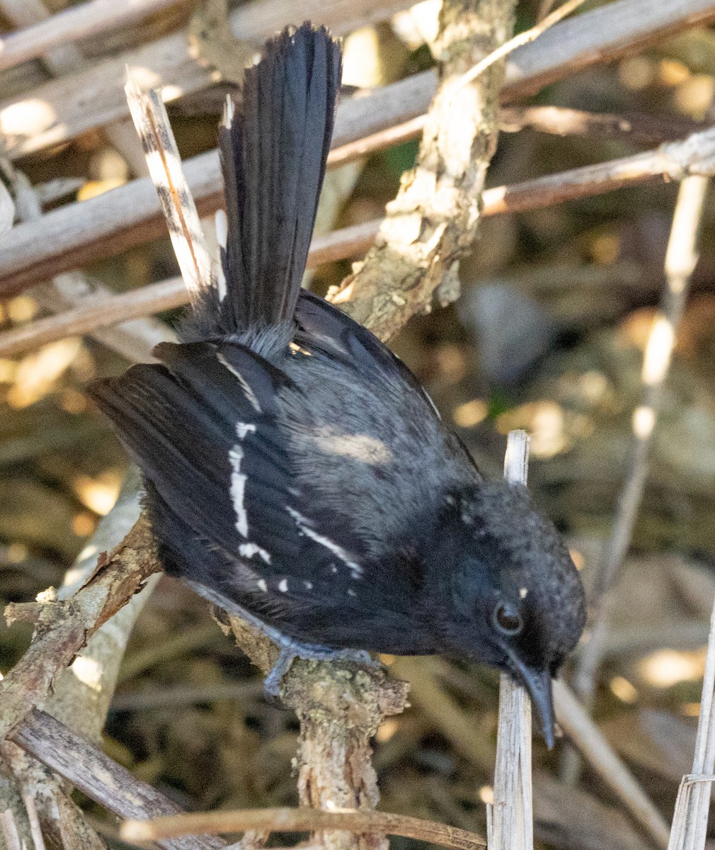 Serra Antwren - ML643957023