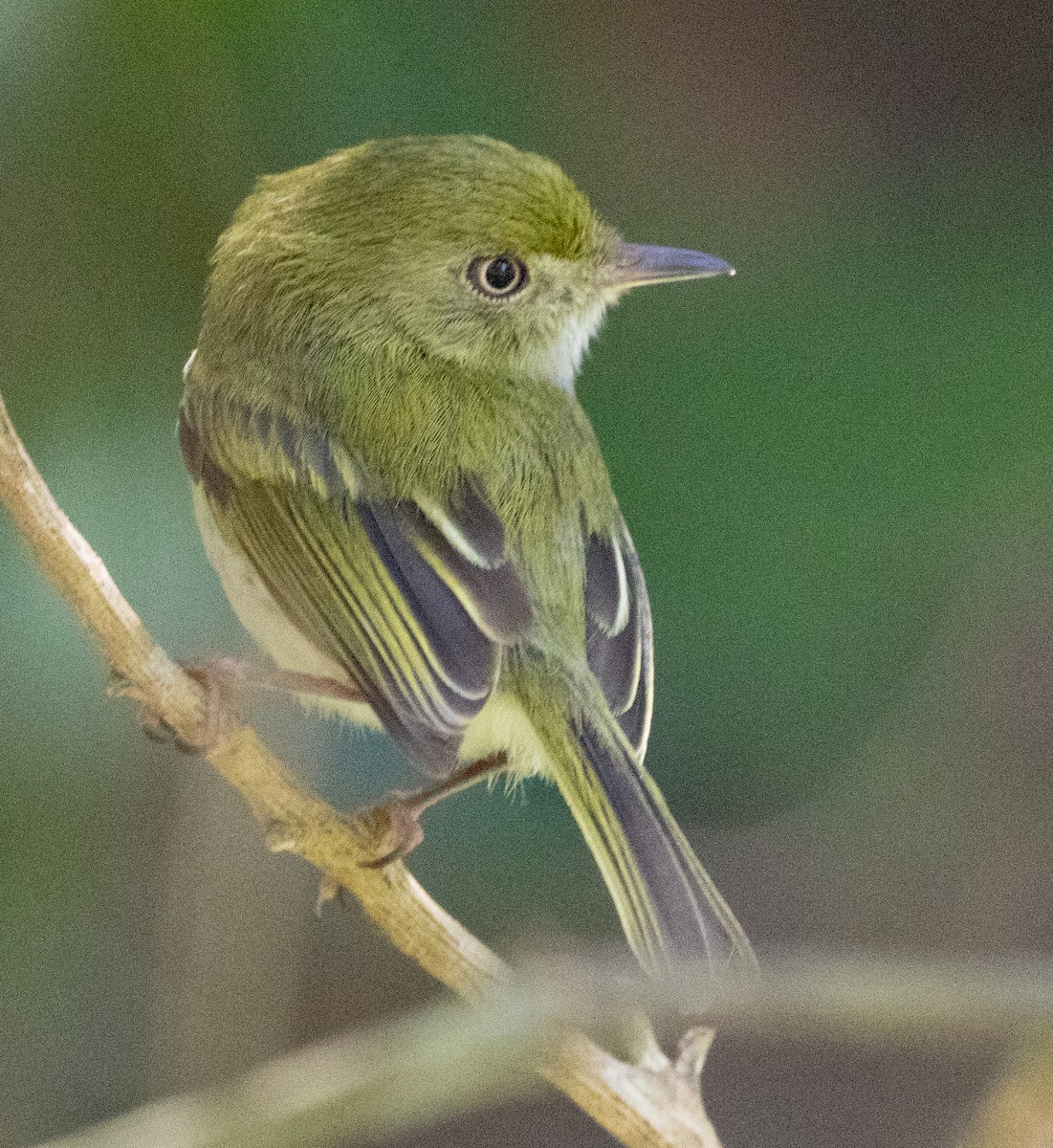 Hangnest Tody-Tyrant - ML643957032