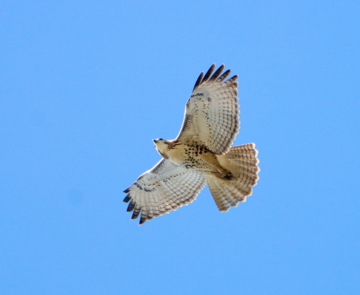Red-tailed Hawk - ML643957036