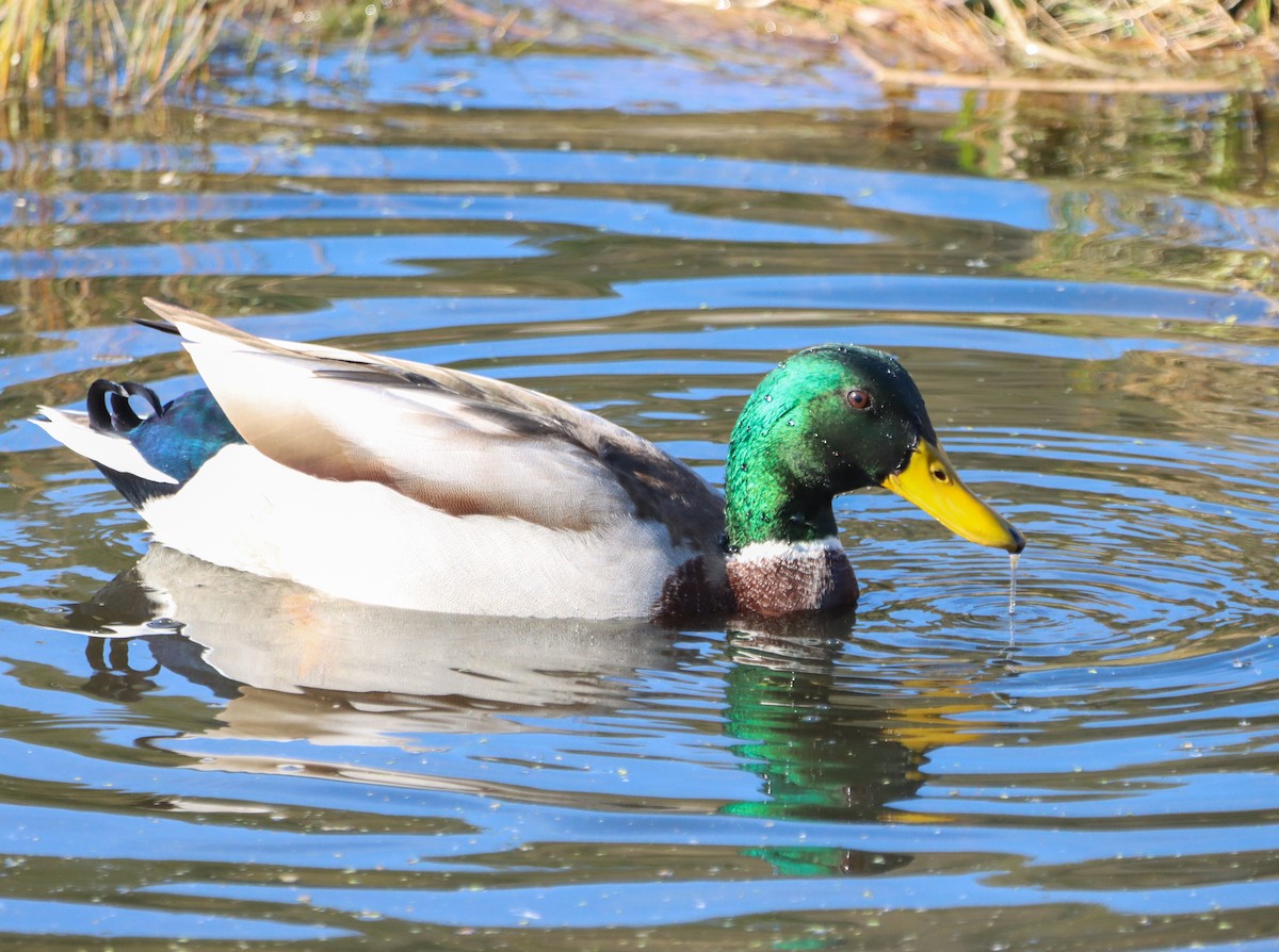 Mallard - ML643957041