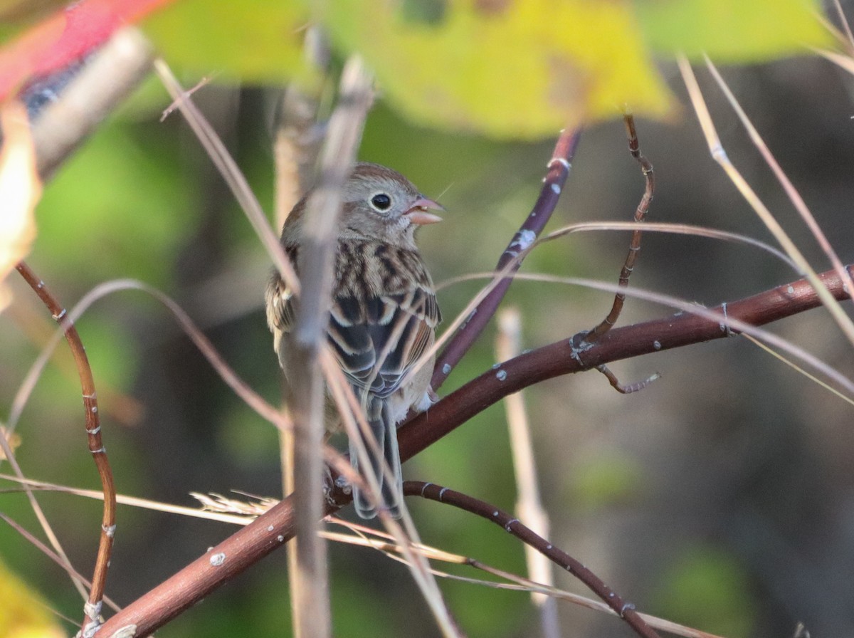 Field Sparrow - ML643957053