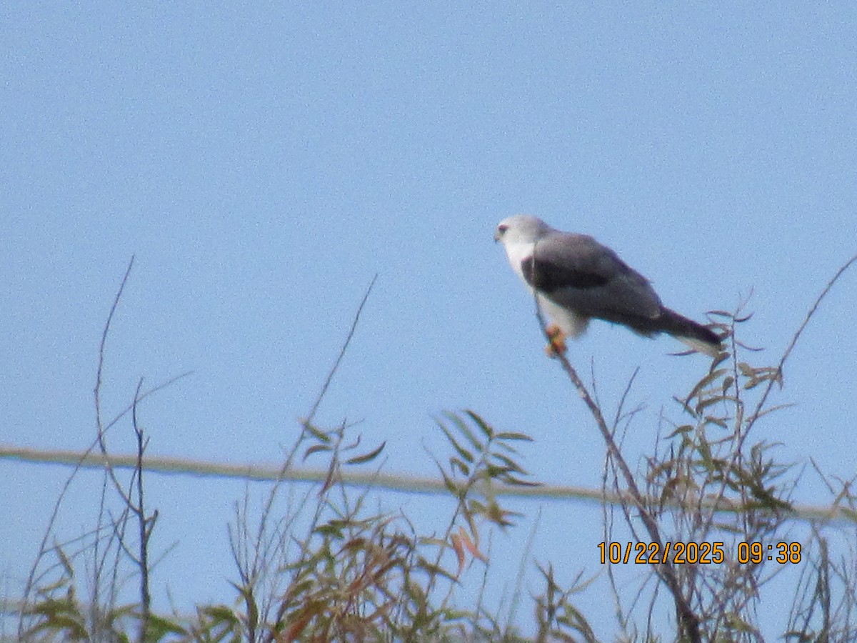 White-tailed Kite - ML643957057