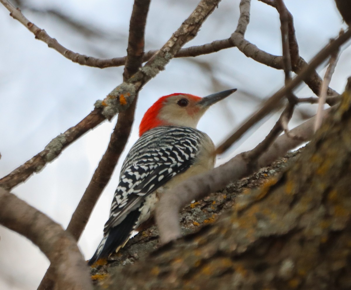 Red-bellied Woodpecker - ML643957061