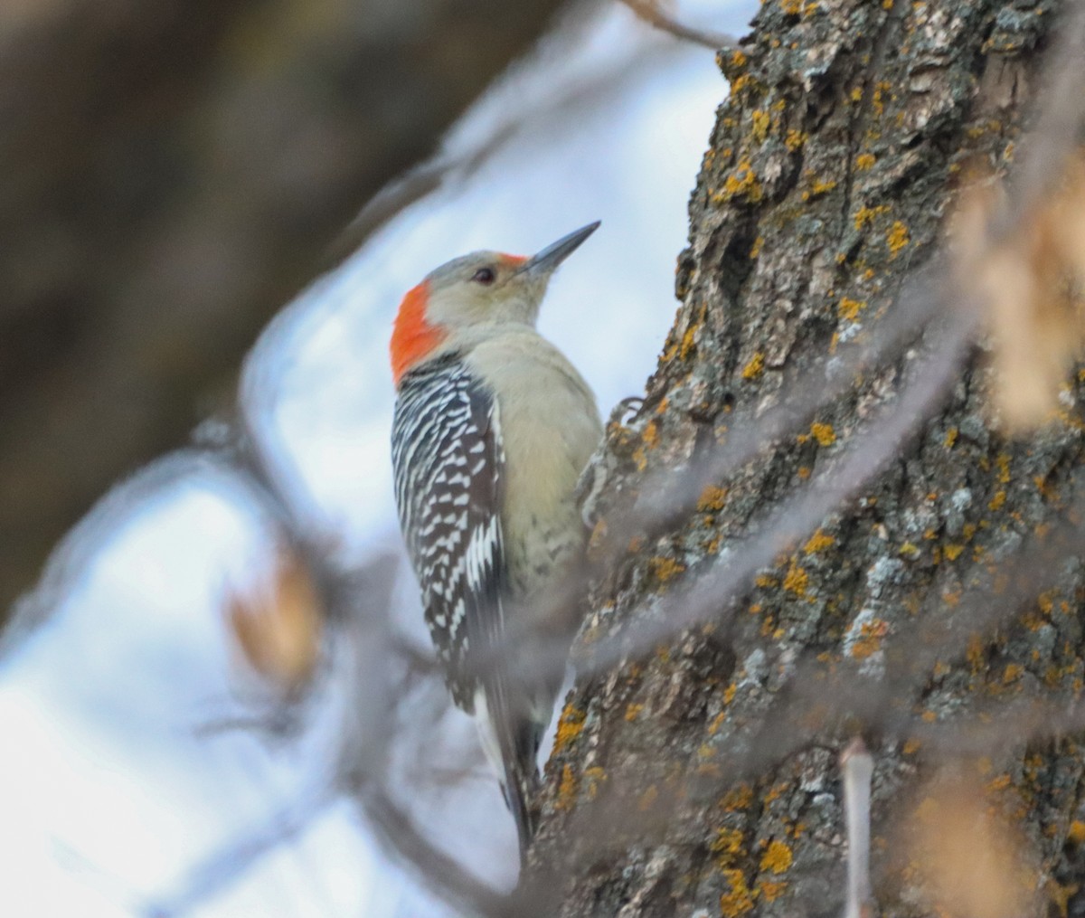 Red-bellied Woodpecker - ML643957062