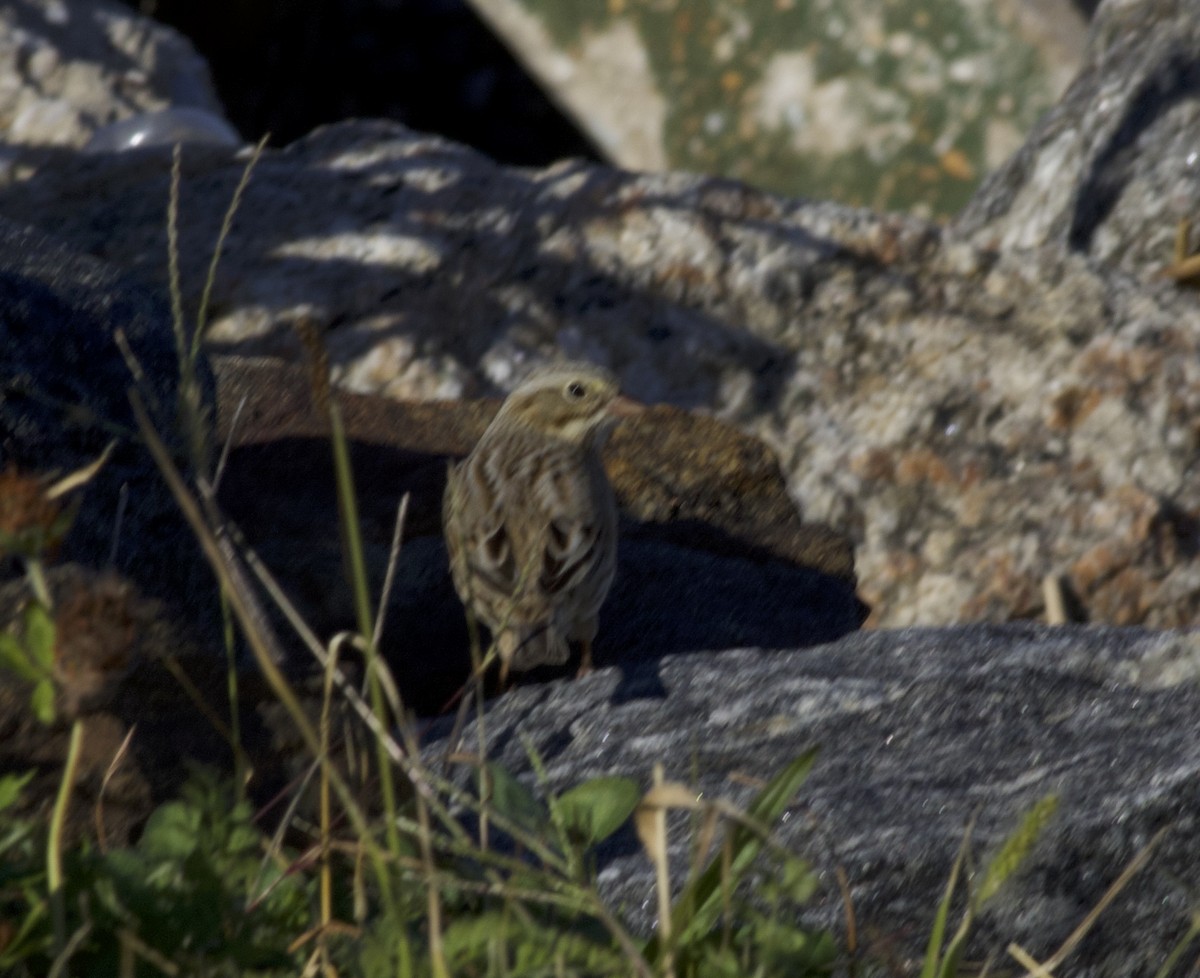 Savannah Sparrow (Ipswich) - ML643957095