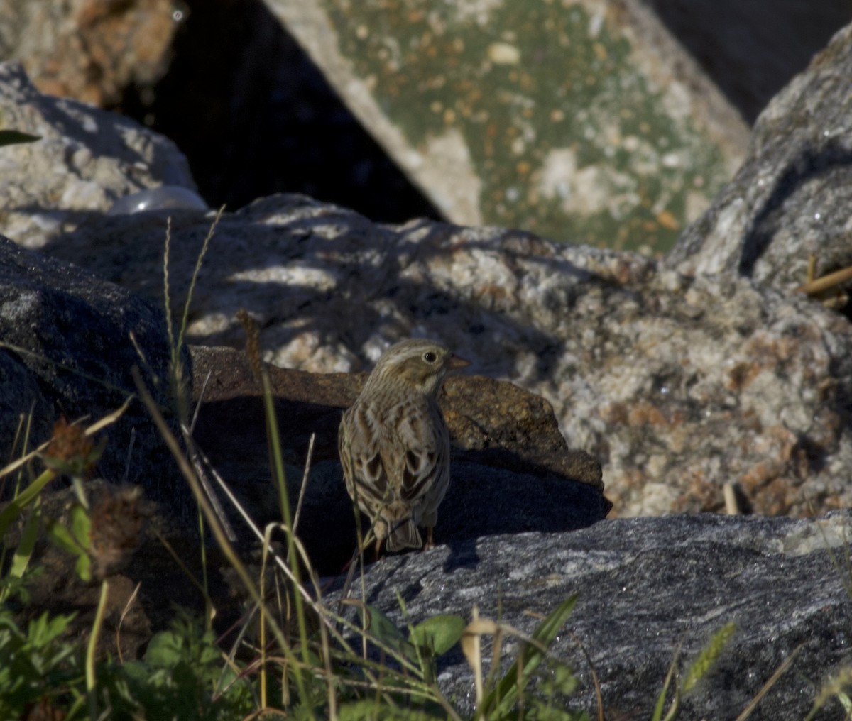 Savannah Sparrow (Ipswich) - ML643957096