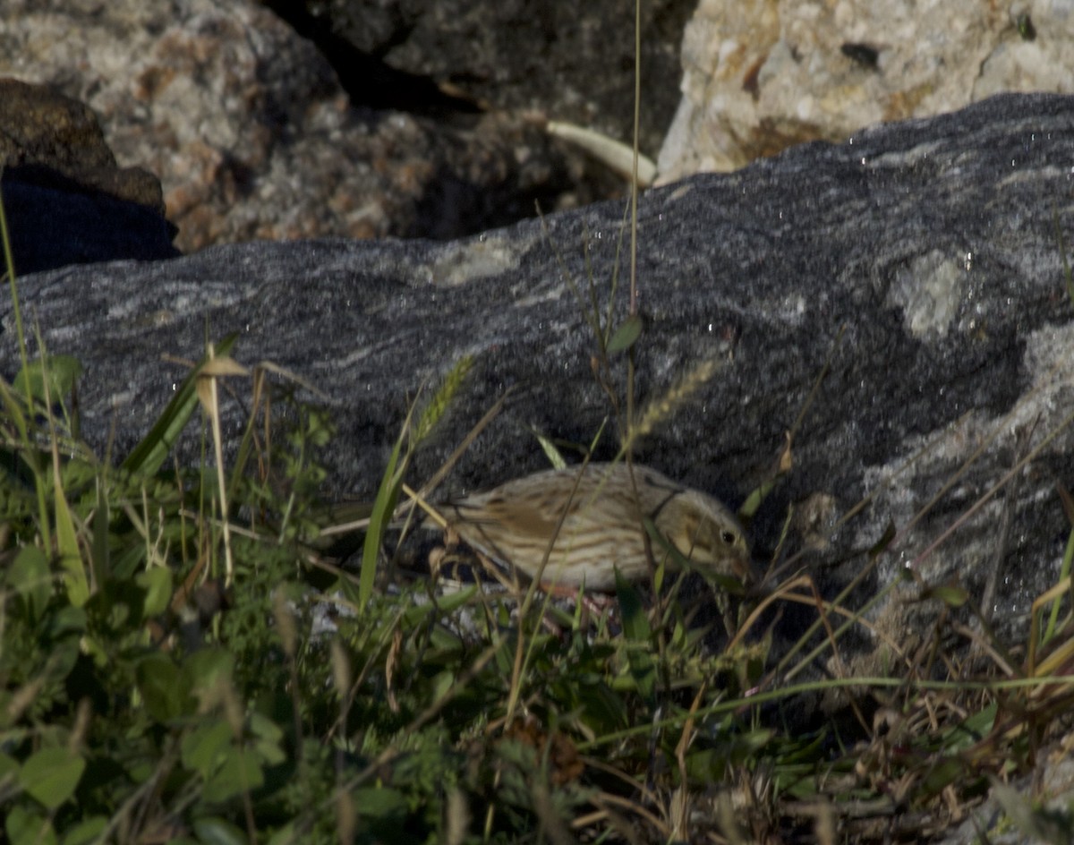 Savannah Sparrow (Ipswich) - ML643957097