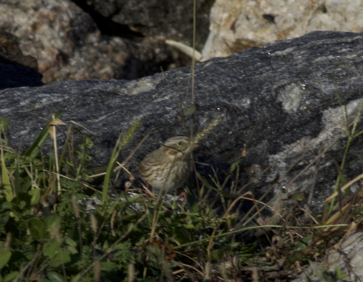 Savannah Sparrow (Ipswich) - ML643957098