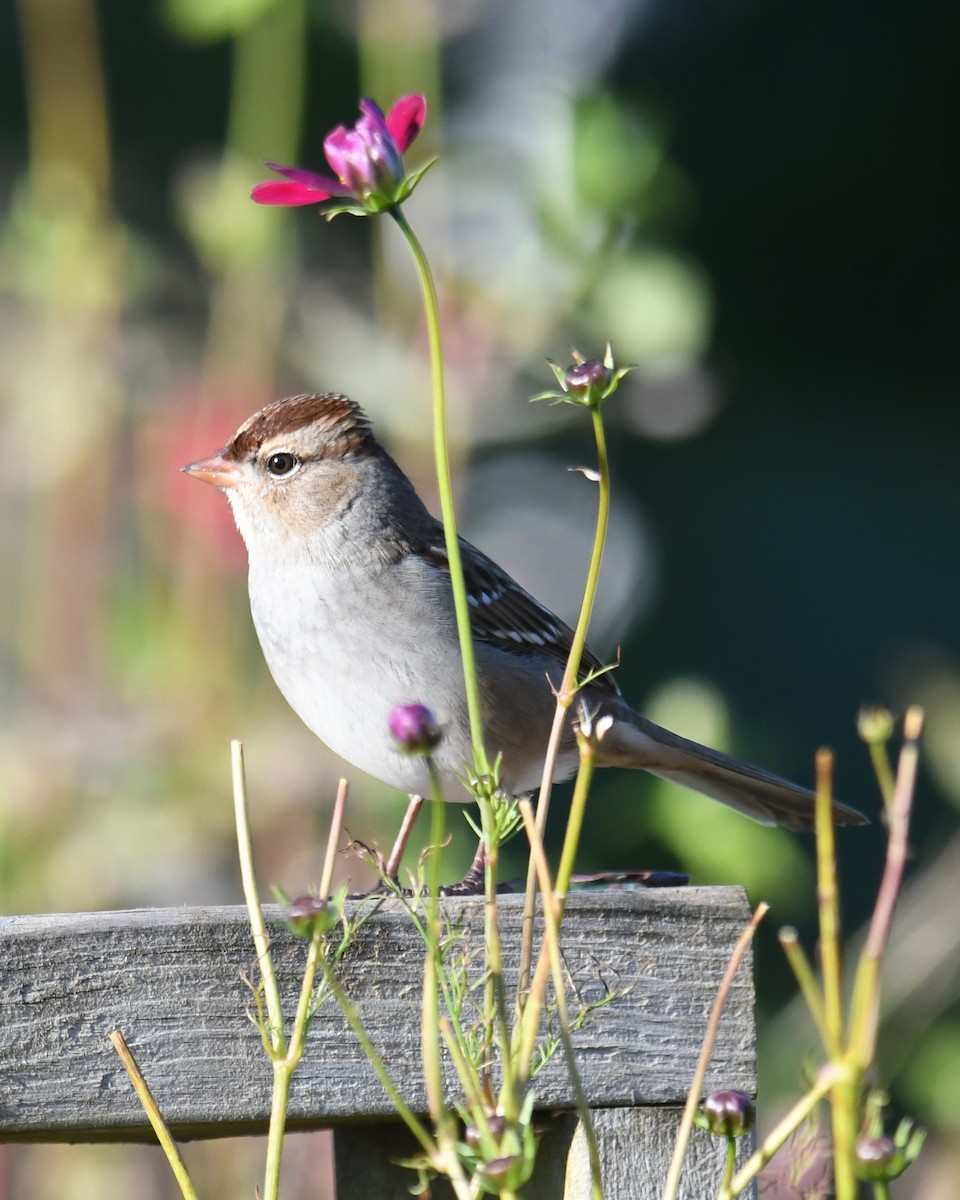 White-crowned Sparrow - ML643957107