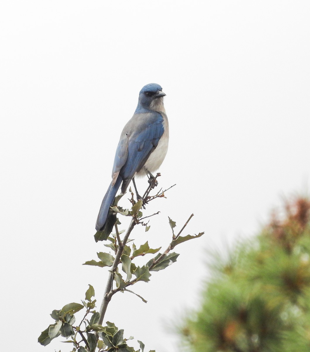 Mexican Jay - ML643957112