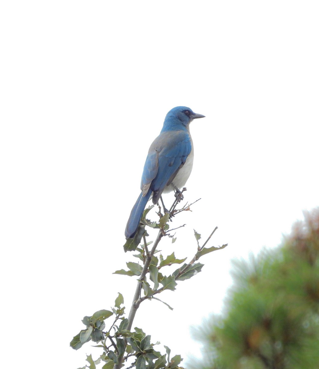 Mexican Jay - ML643957113