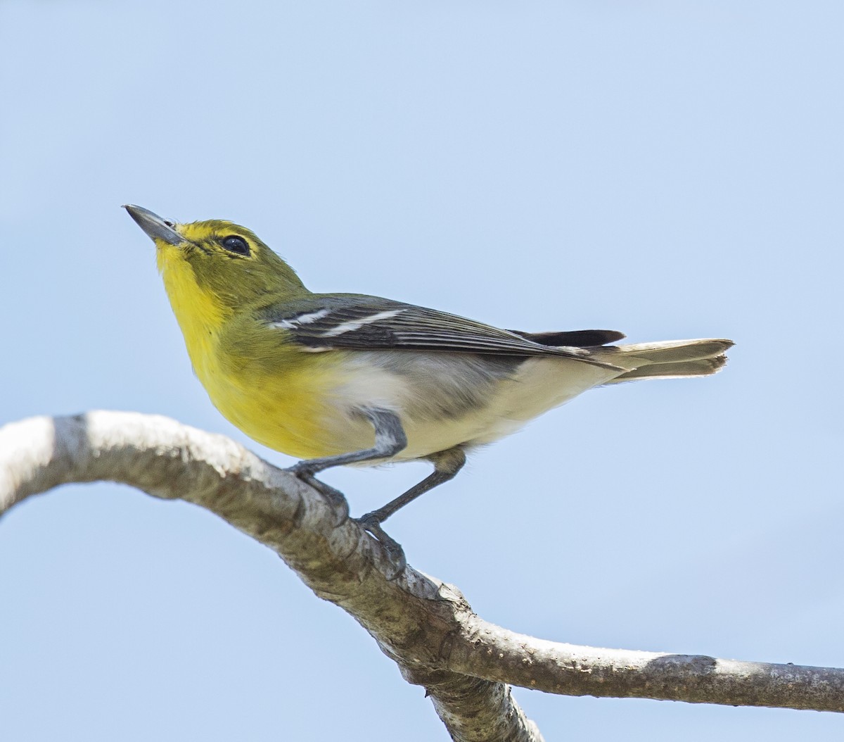 Yellow-throated Vireo - ML643957114