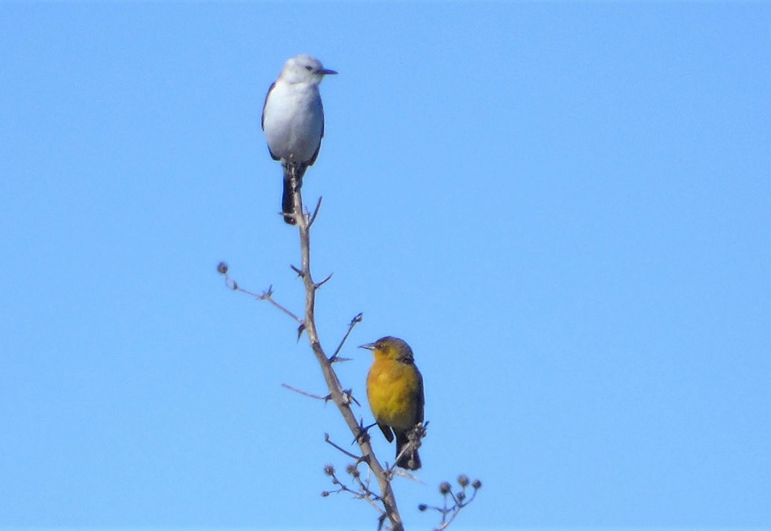 Saffron-cowled Blackbird - ML643957140